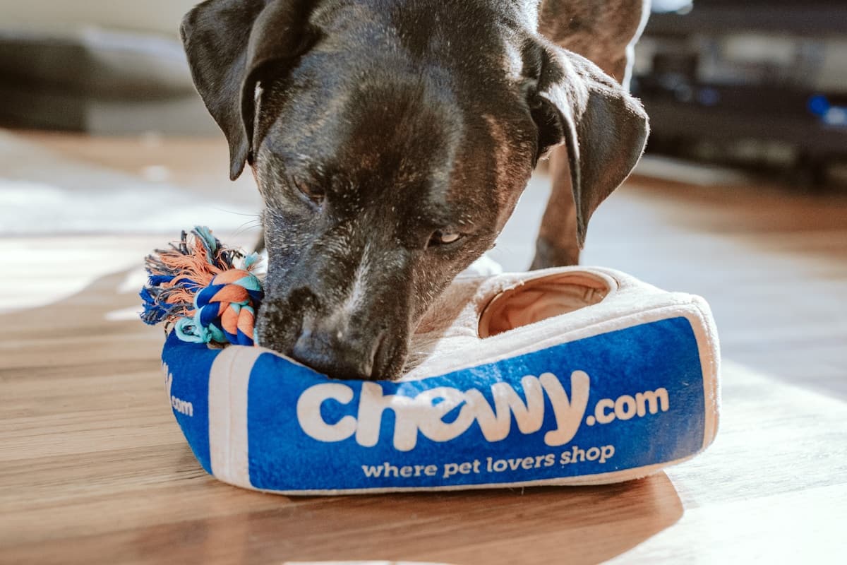 Hotéis e Alojamento para Animais